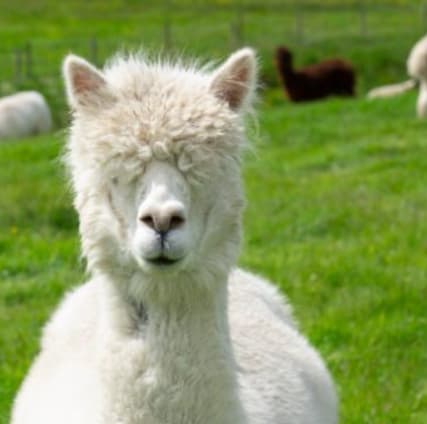 Basecamp North Lakes farm shop, café, and activities in the Lake District, offering local food and unique experiences