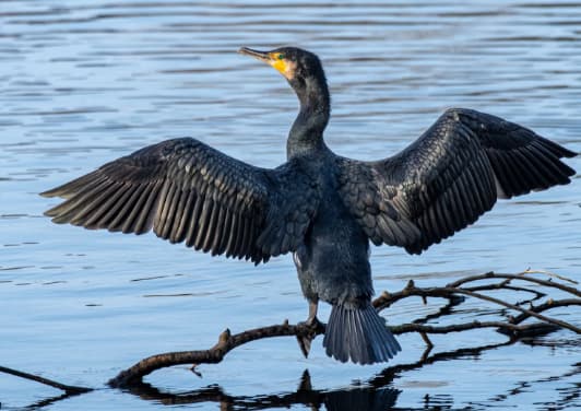 Cormorant spreading wings while perched on a branch over water.