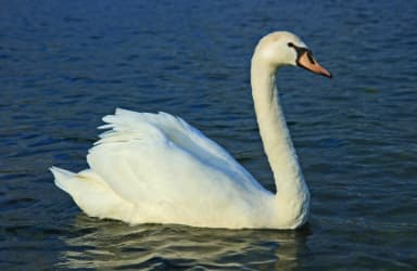 White swan swimming gracefully on a lake.
