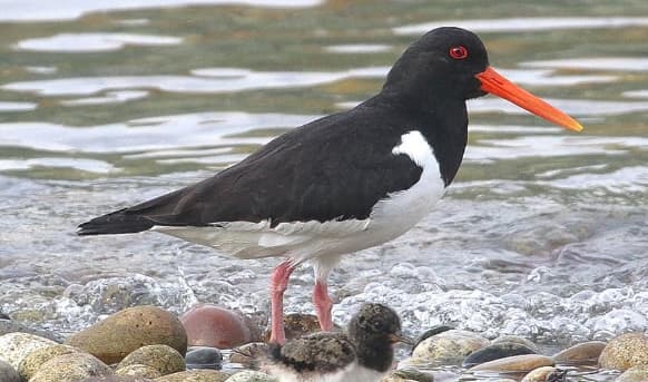 Oystercatcher with black and white plumage, orange beak, and red eyes standing on pebbles by water.