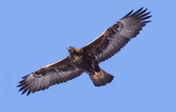 Golden eagle soaring in clear blue sky with wings fully spread.