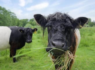 Two cows in a grassy field, one eating grass, under a blue sky.