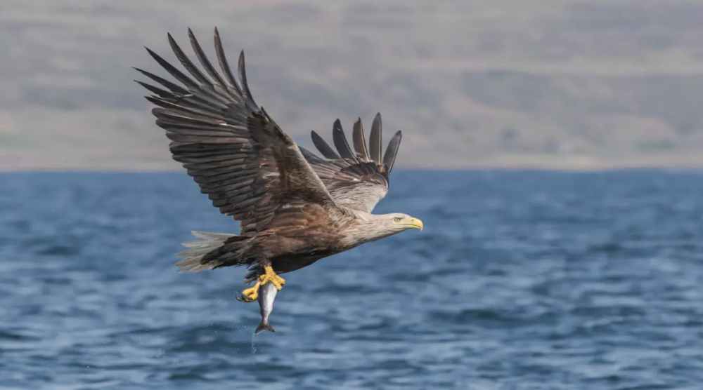 Eagle flying over water with fish in its talons.