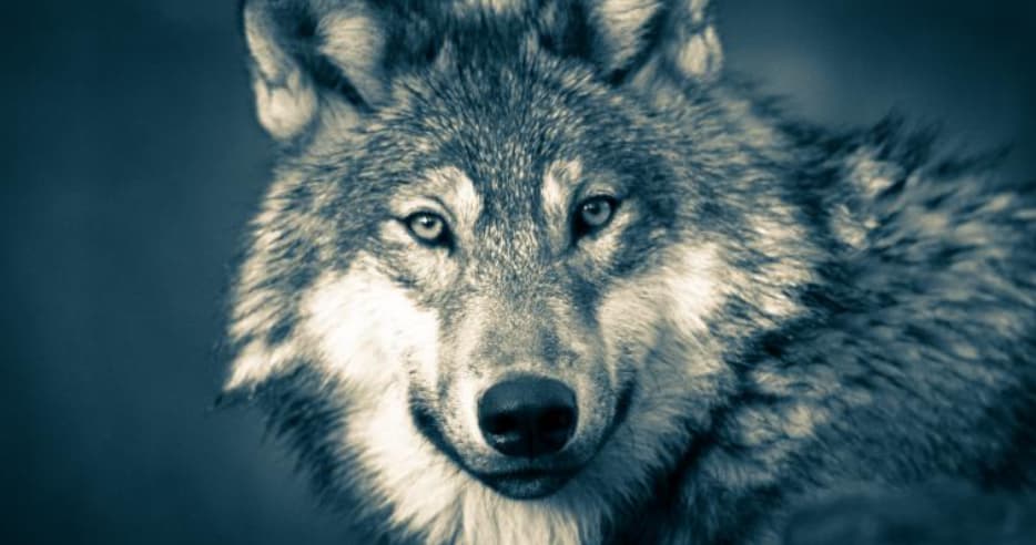 Close-up of a wolf with focused eyes and detailed fur in a monochrome filter.